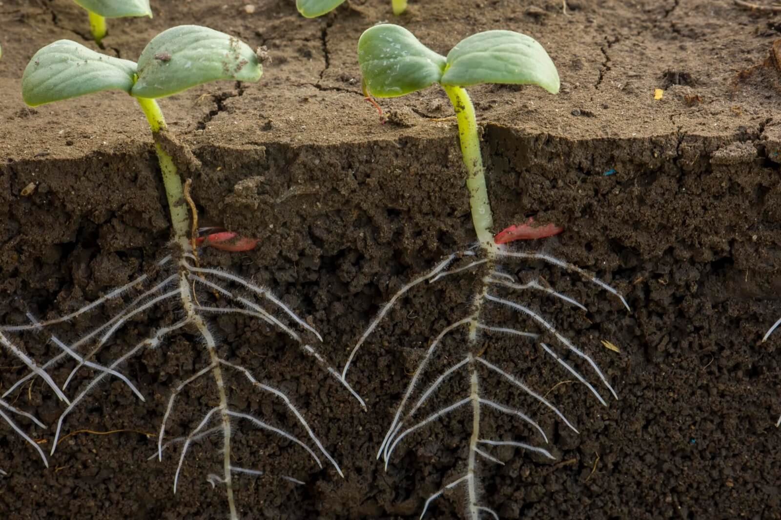 Strengthening Life from Below