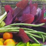 The Promise of Natueco Farming