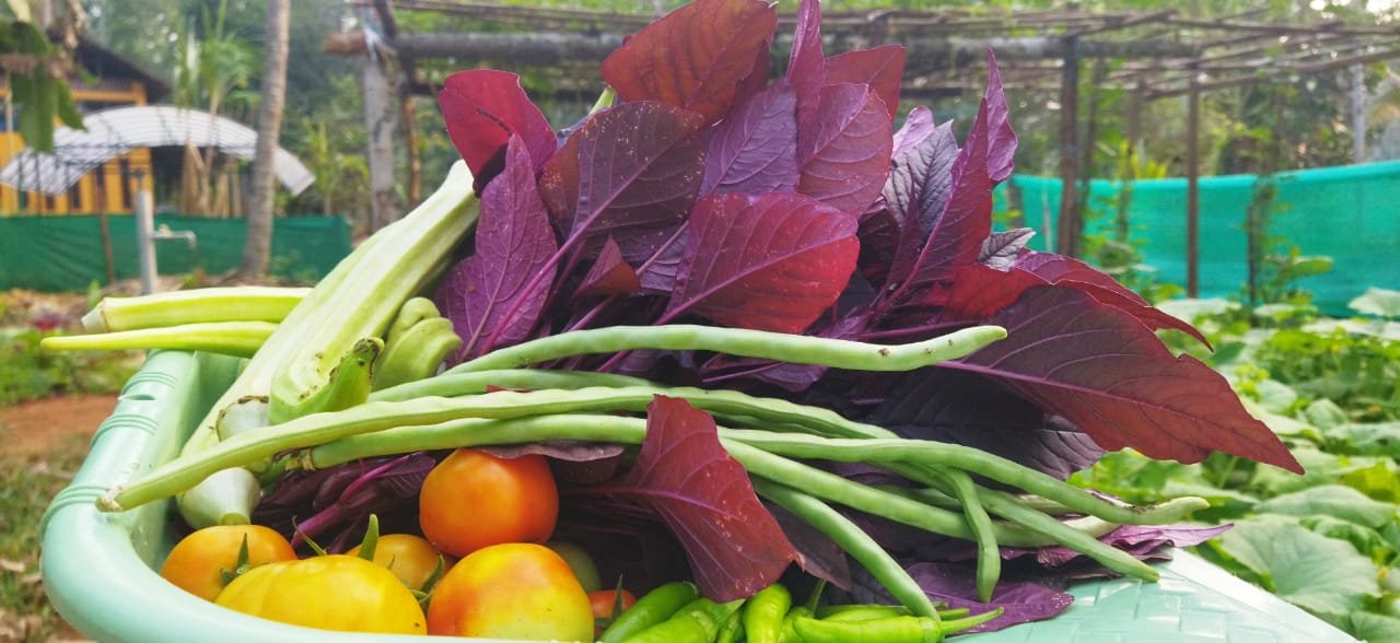 The Promise of Natueco Farming