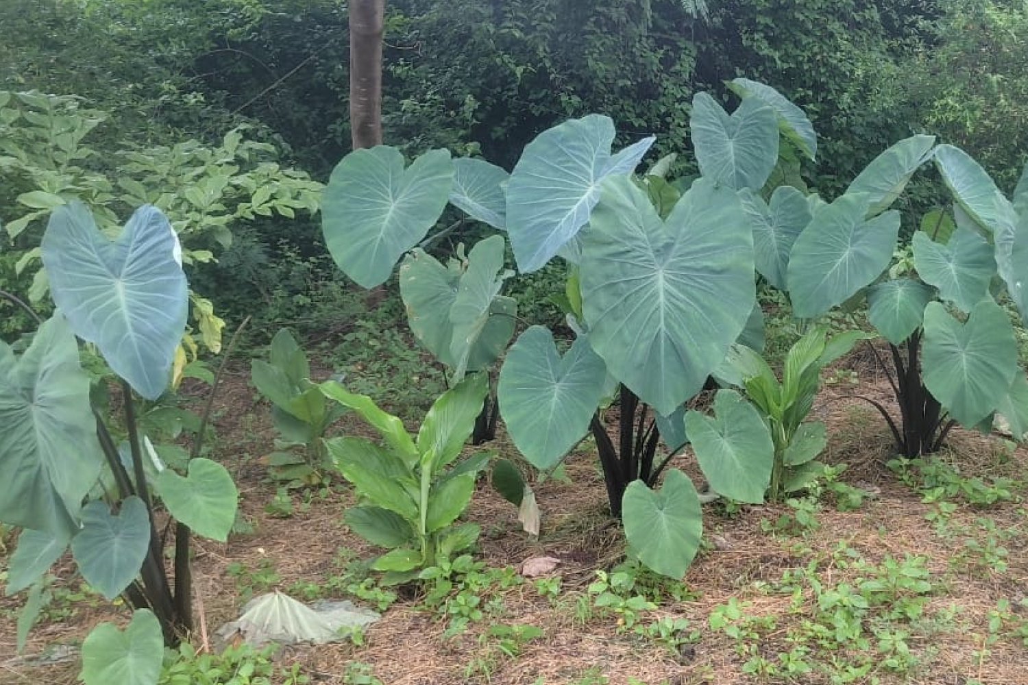 j_k_centre_hyderabad_telangana_4