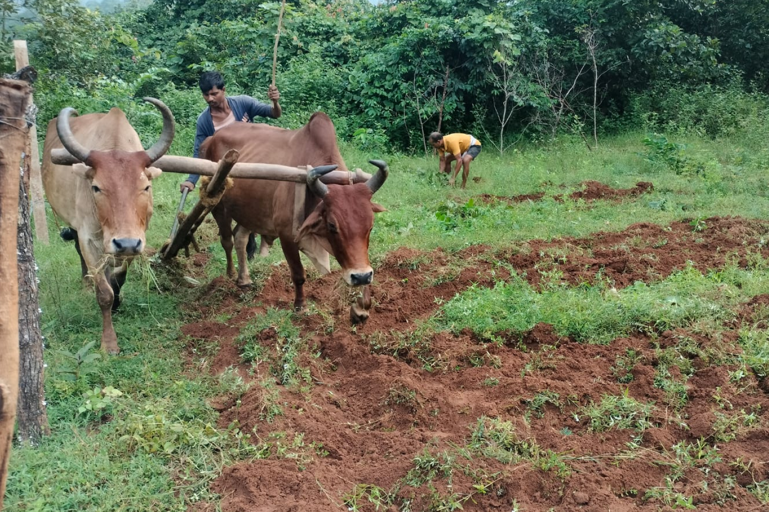 saranya_angul_odisha_1