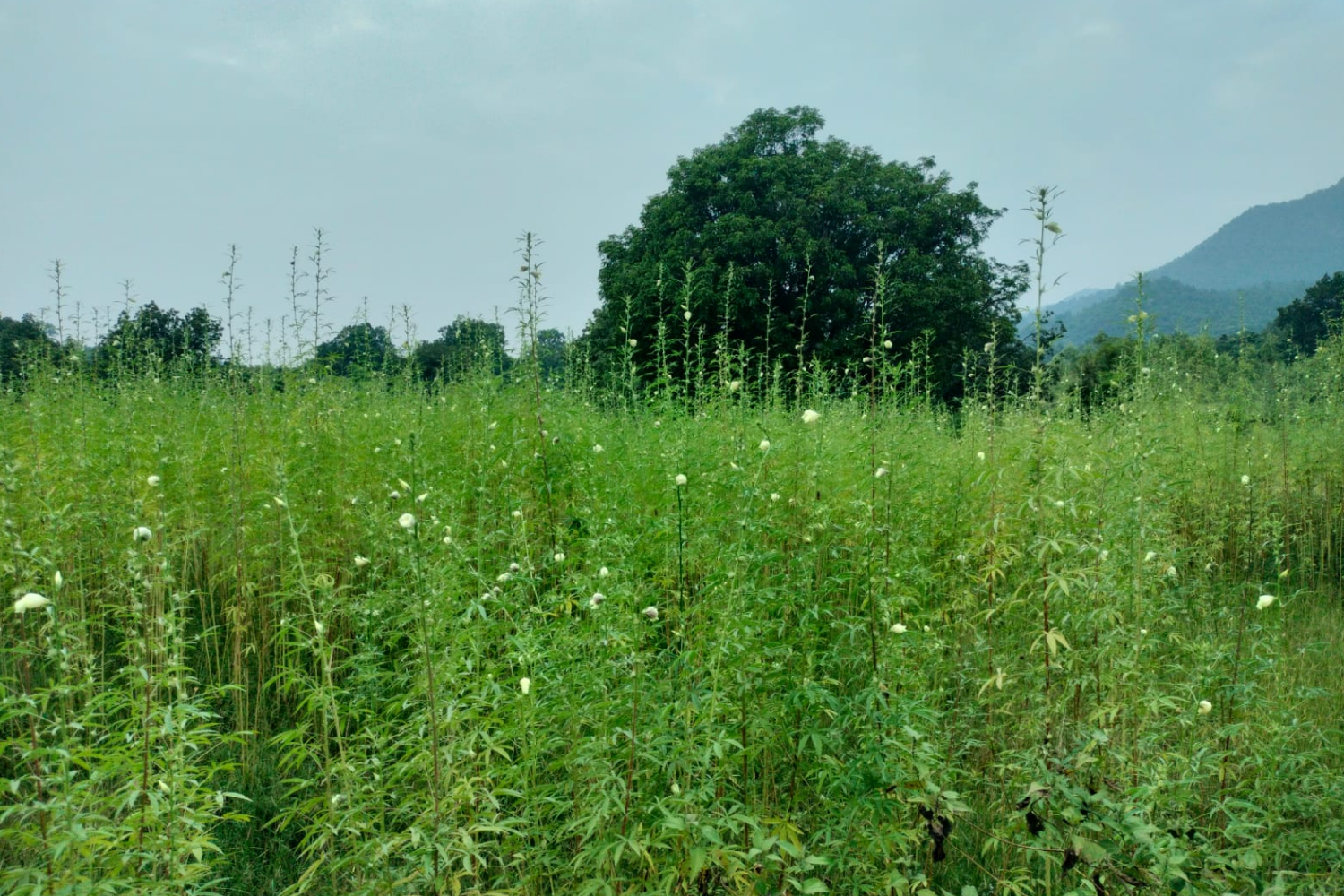 saranya_angul_odisha_3