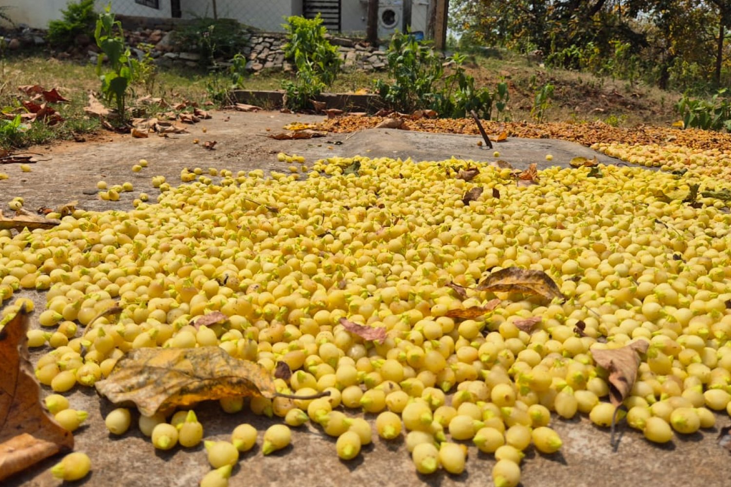 saranya_angul_odisha_2